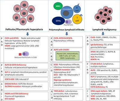 Lymphoproliferation in Inborn Errors of Immunity: The Eye Does Not See What the Mind Does Not Know